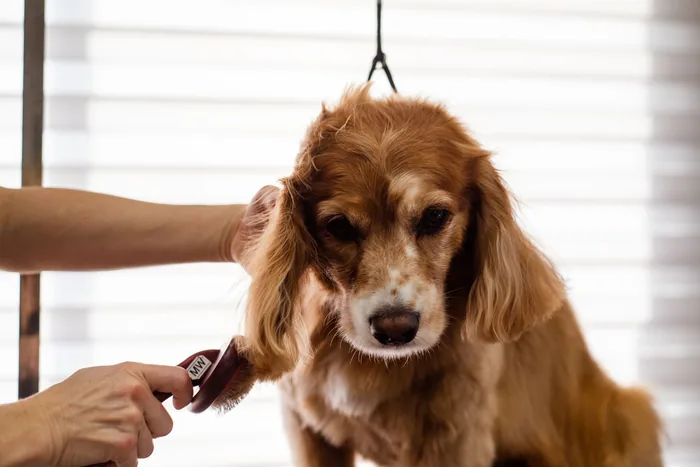 A cocker spaniel having its ears tidied