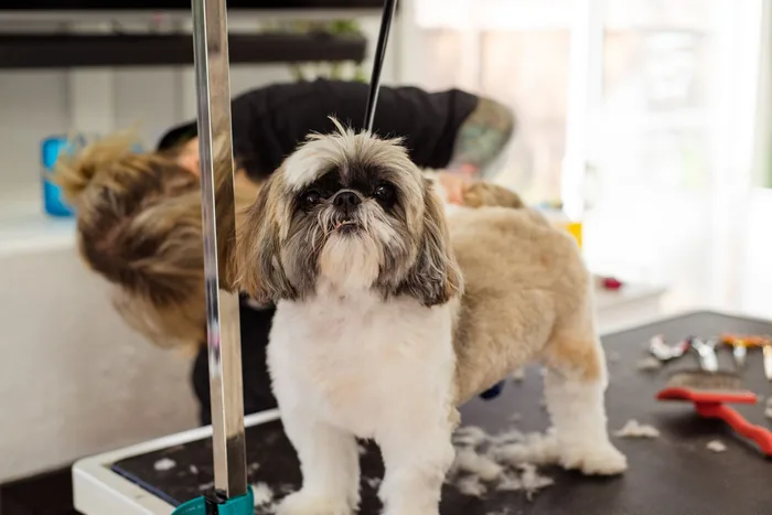 A shih tzu freshly groomed on the table