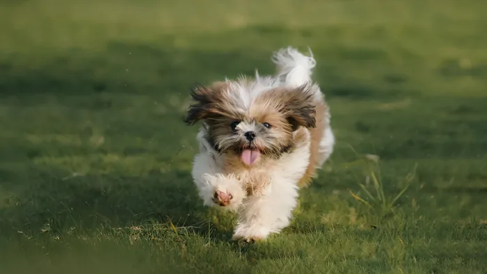 A lhasa apso running across grass after a groom