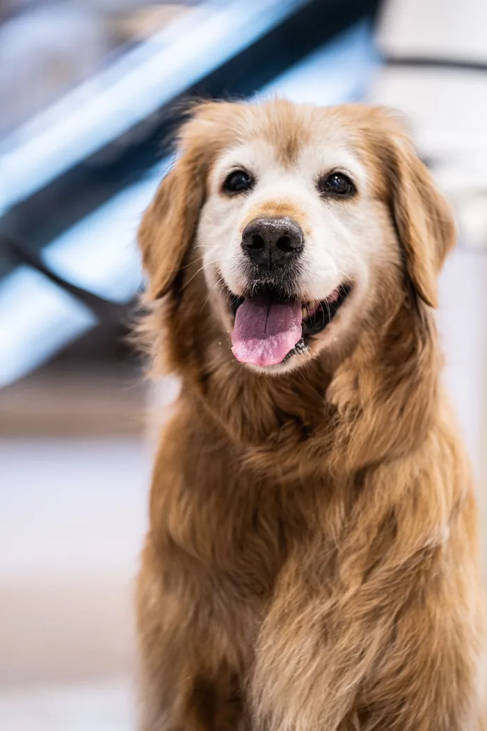 A golden retriever after a full groom