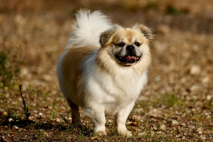 A pomeranian standing outside after a full groom