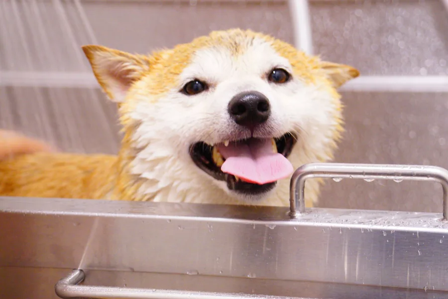 A shiba inu grinning in the salon bath