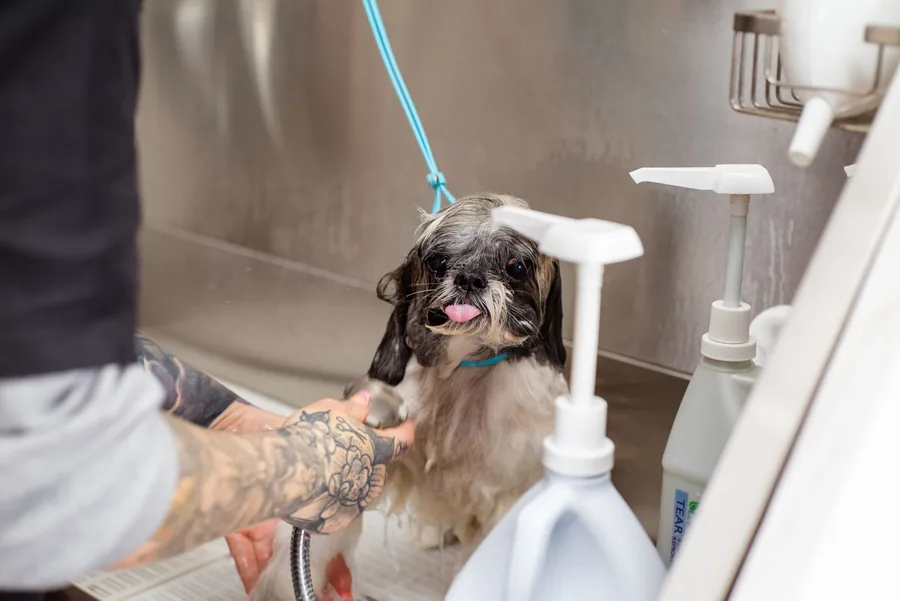 A small dog being washed in the salon bath