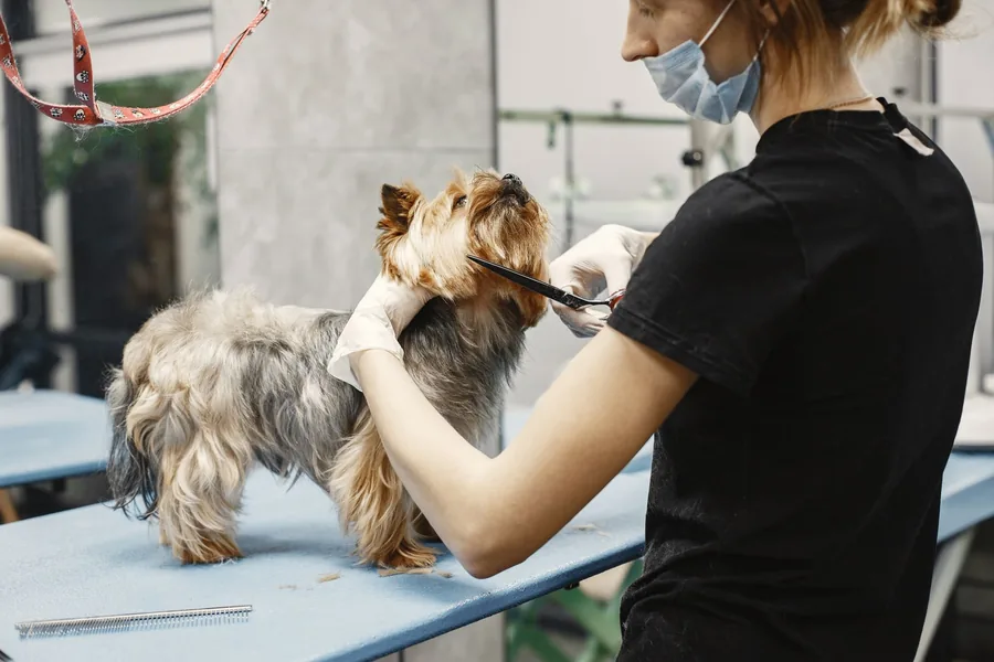 A yorkshire terrier having its coat scissored