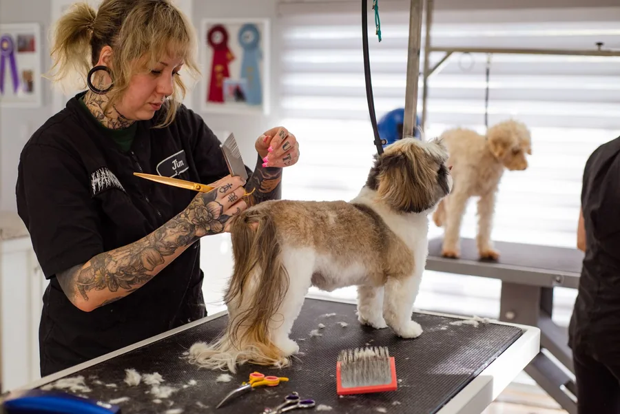 A groomer scissoring a small dog on the table