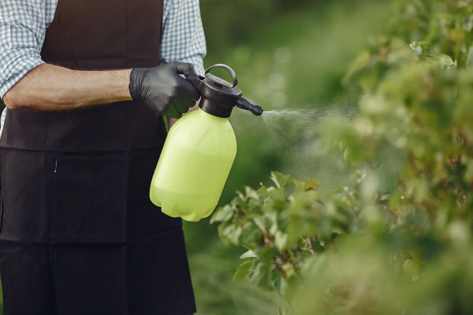 A gloved hand treating a garden bed with a sprayer