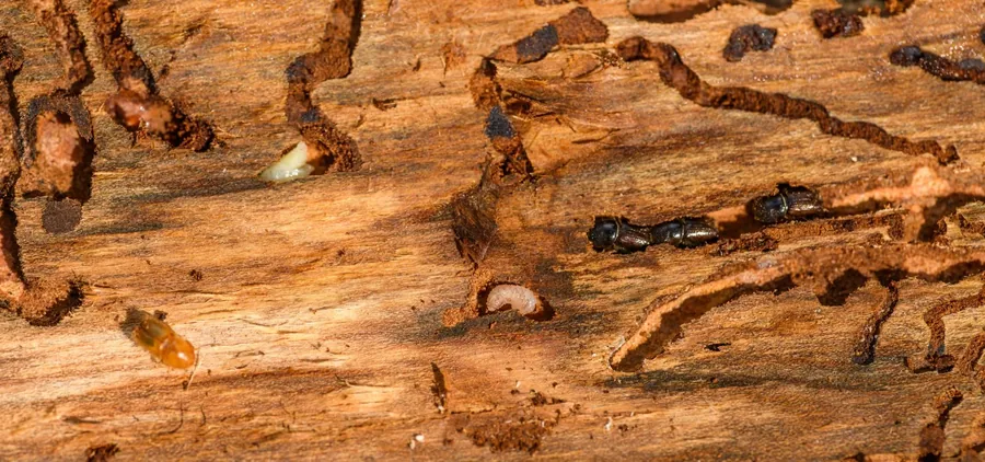 Termite galleries eaten into timber