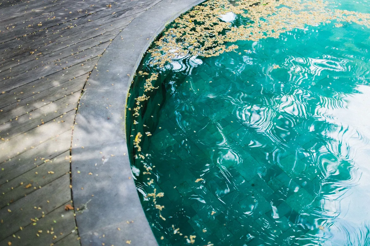 Leaves floating on the surface of a pool