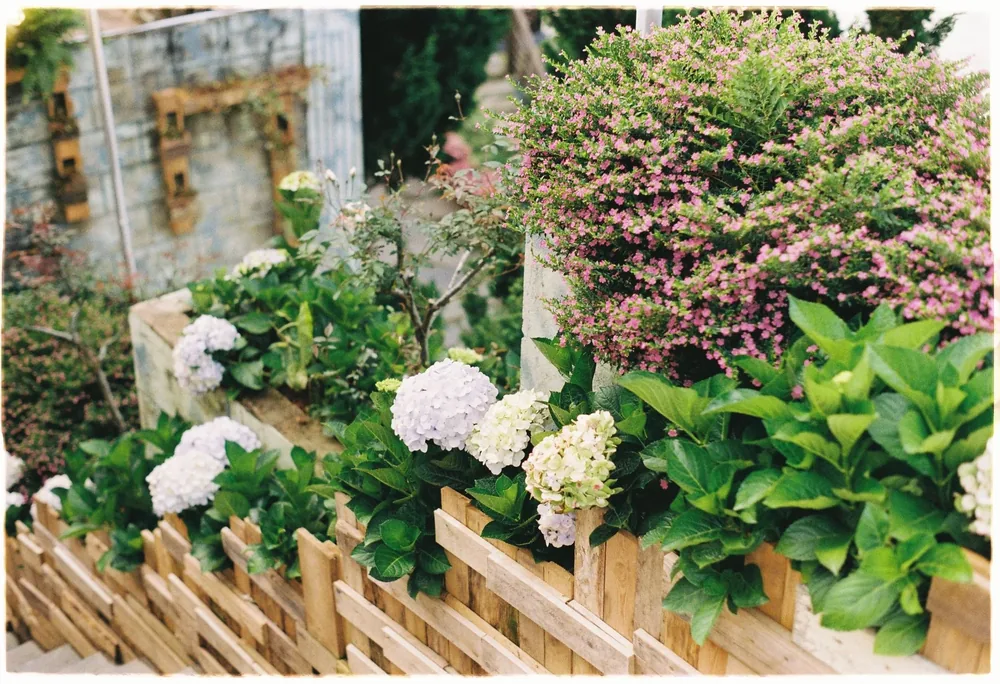 A picket fence with flowers growing through it