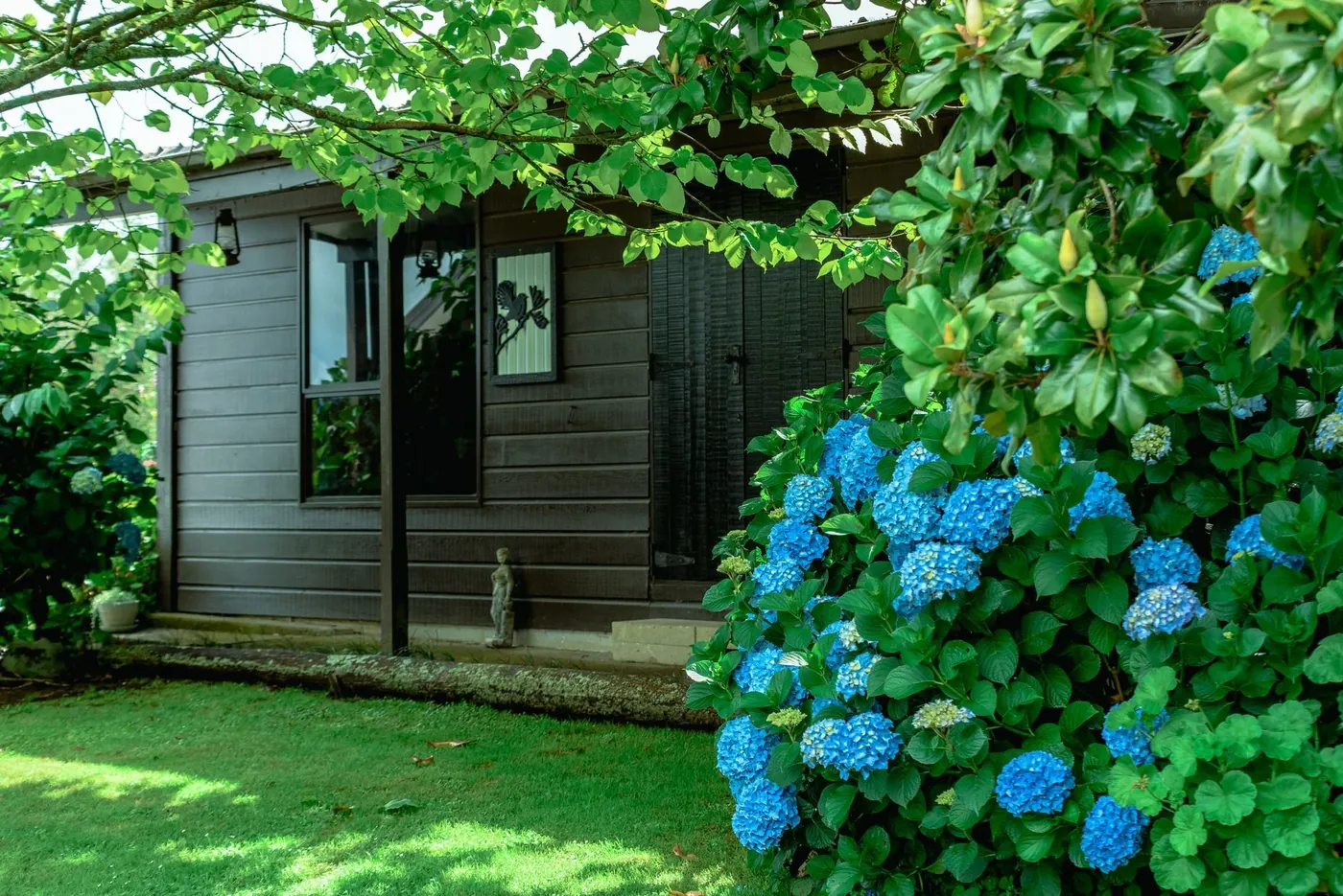A grey clad garden building behind blue hydrangeas