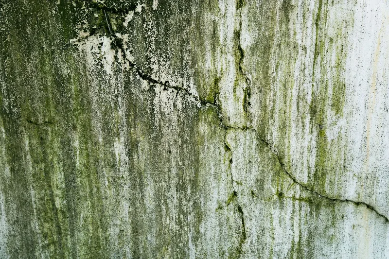 Mold growth spreading across a wall