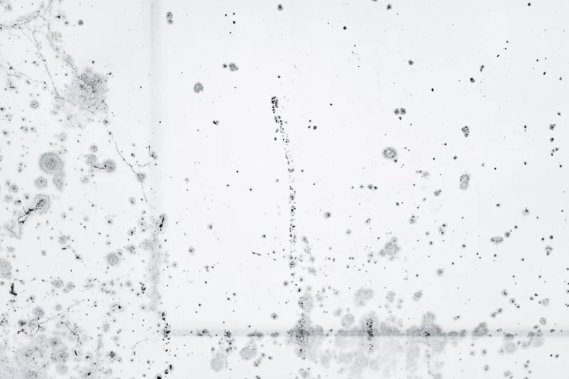 Mold spots on a white wall
