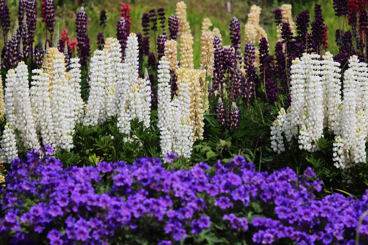 A planted border in full flower