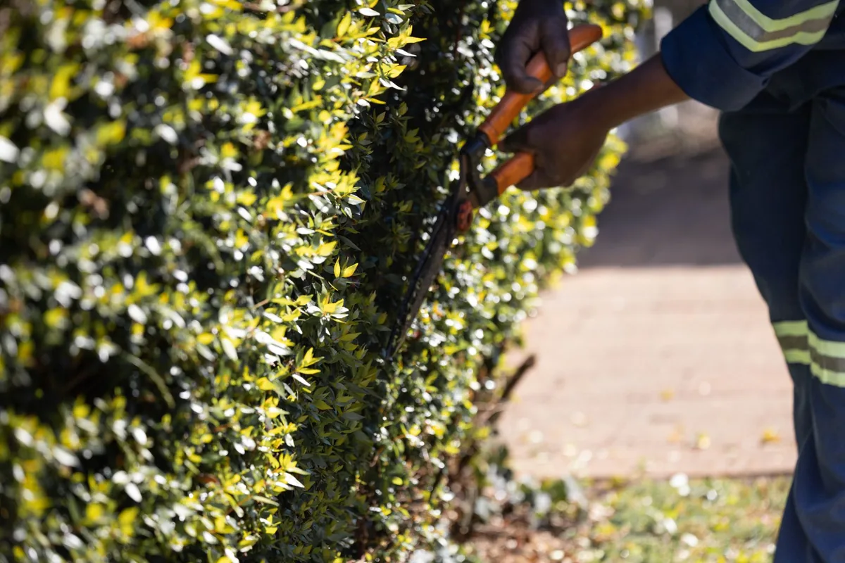 A hedge being cut to a straight line