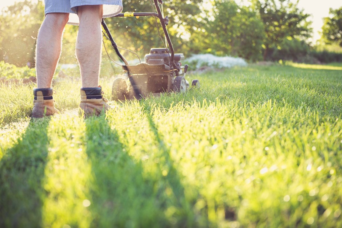 A mower being walked across a sunlit lawn