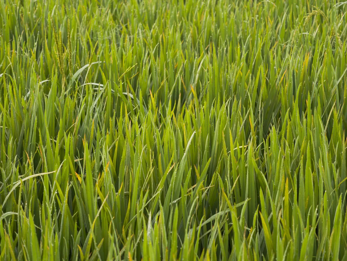 Long grass ready to be cut back