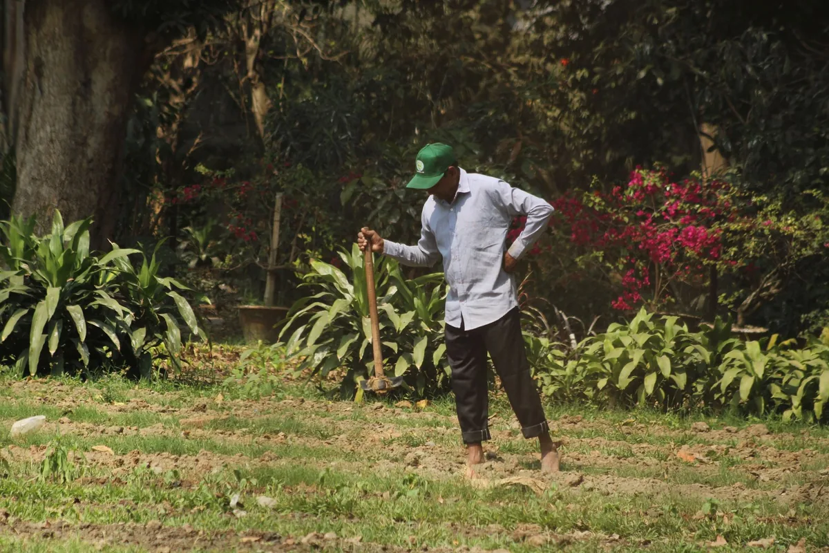 Overgrown grass being cleared by hand