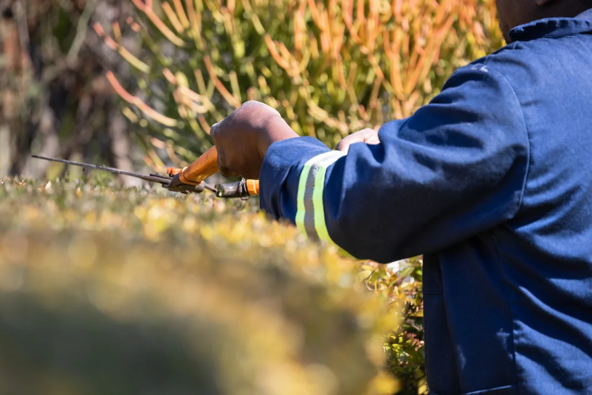 A hedge being trimmed in late summer