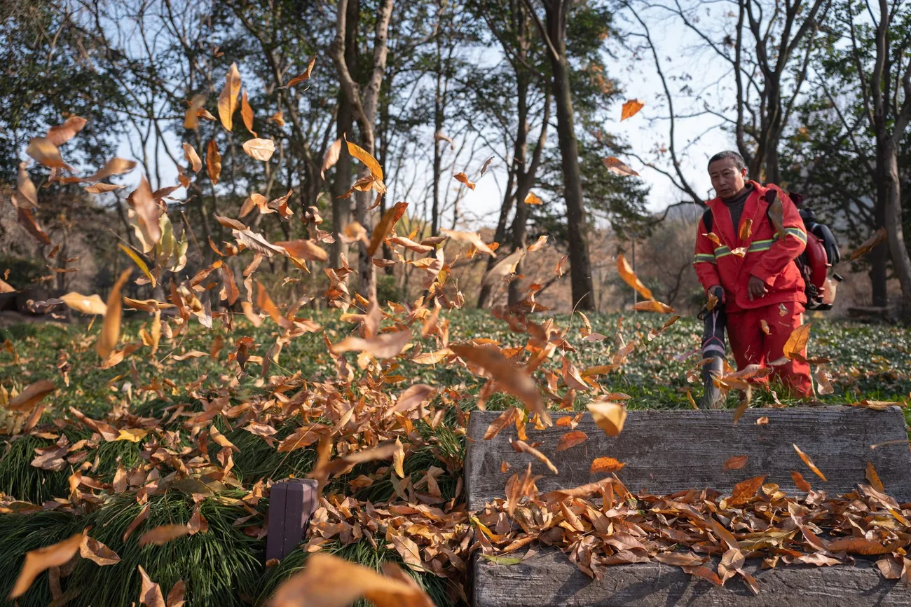 Autumn leaves being cleared from a garden