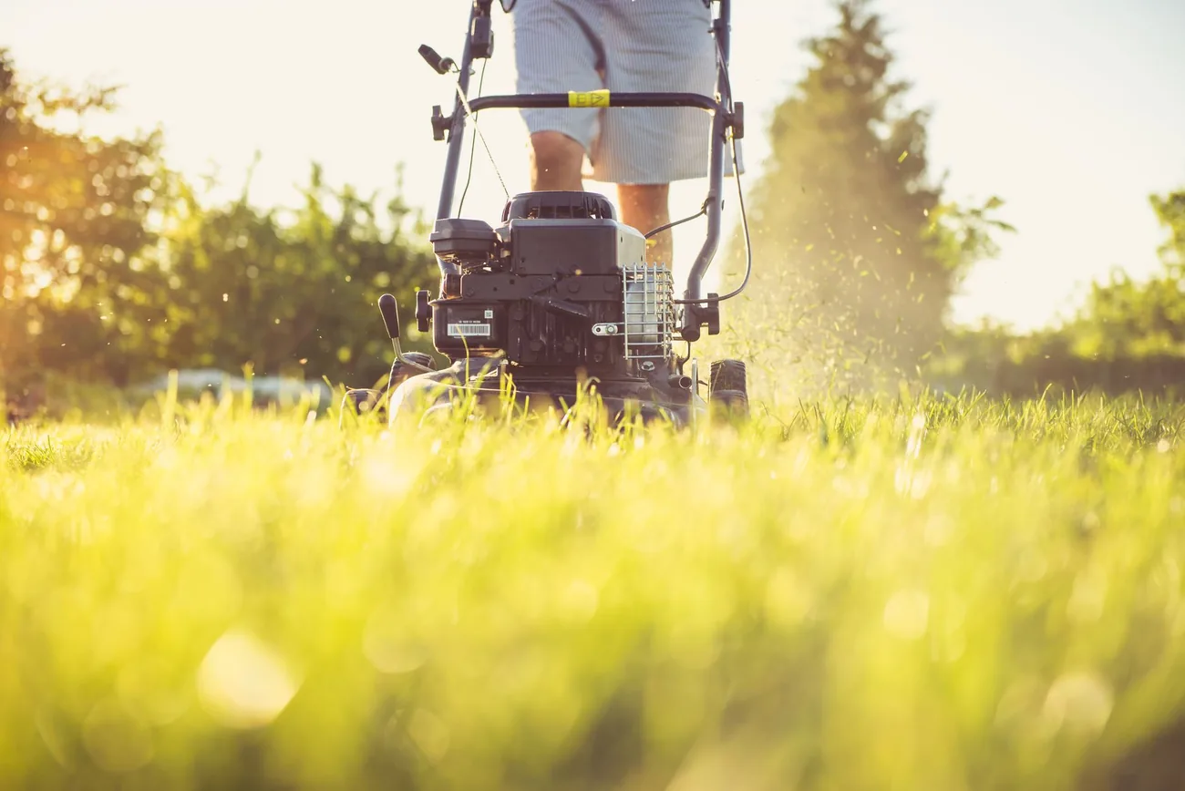 A mower cutting through long grass in evening light