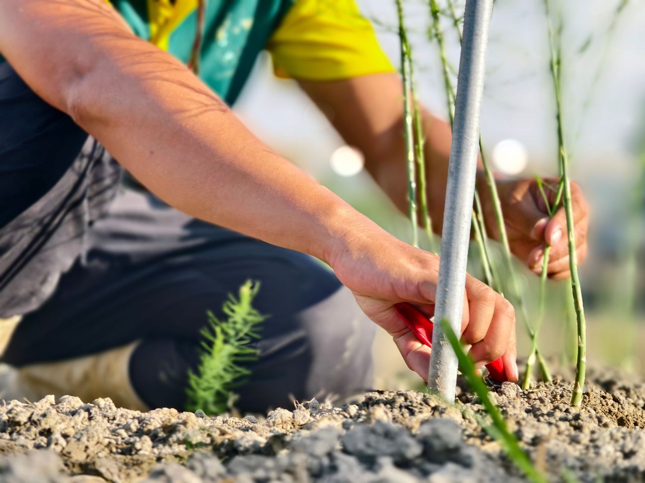 Planting being put into a prepared bed