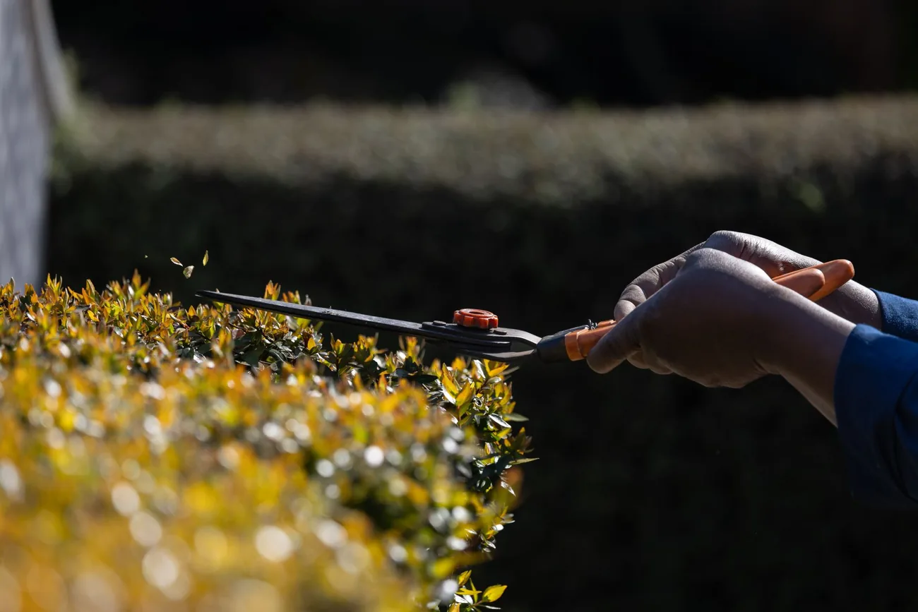 A hedge being trimmed to a clean line