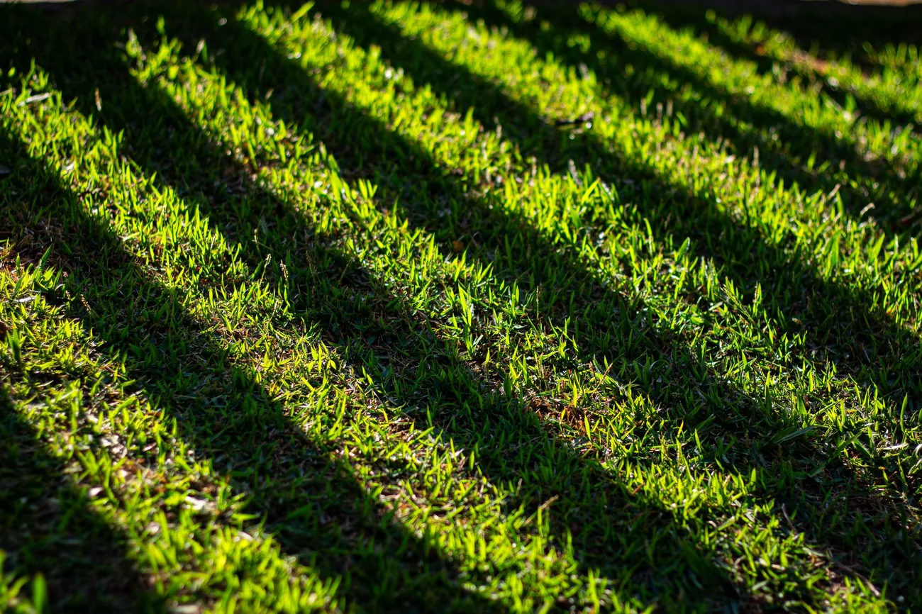 A striped lawn seen close up