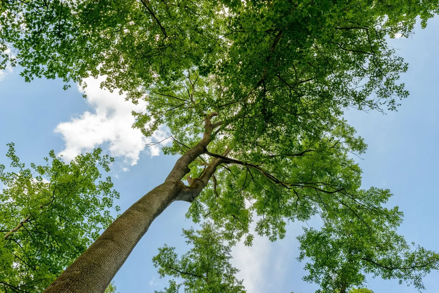 Looking up the trunk of a tall tree into its green crown