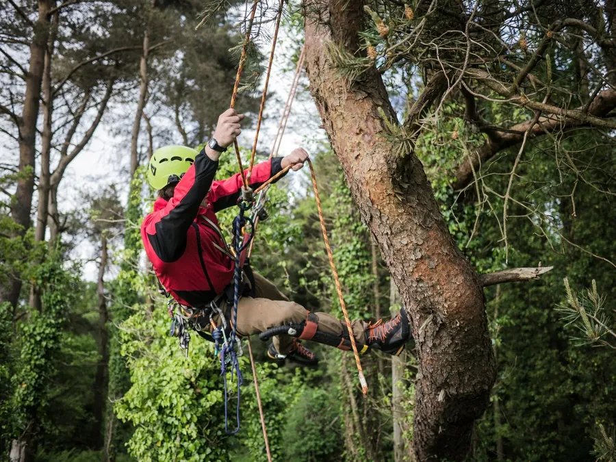 A climber in a red jacket ascending a rope into a tree