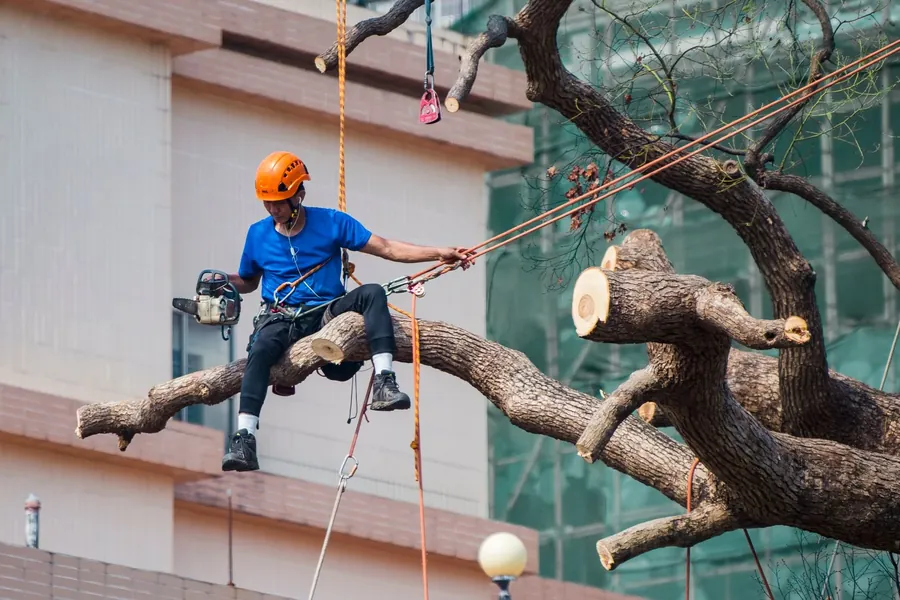 A climber on ropes pruning a large tree next to a building