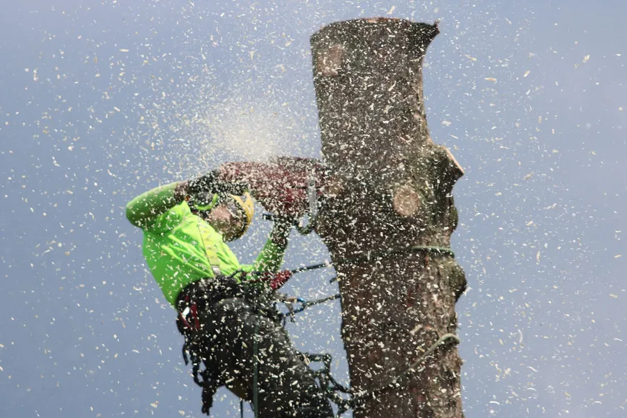 A climber cutting a tall trunk in sections, with sawdust in the air