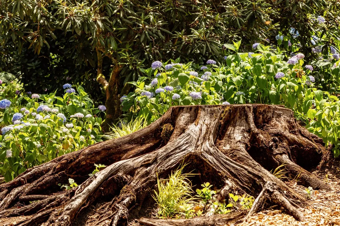 A tree stump with spreading roots among hydrangeas in a garden