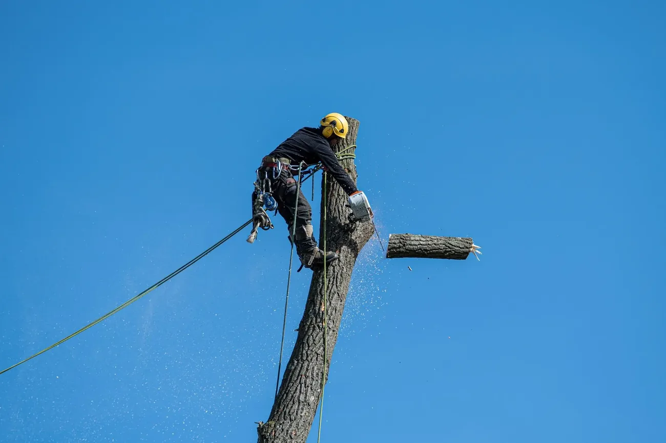 A roped climber cutting a section from the top of a tall trunk against a blue sky