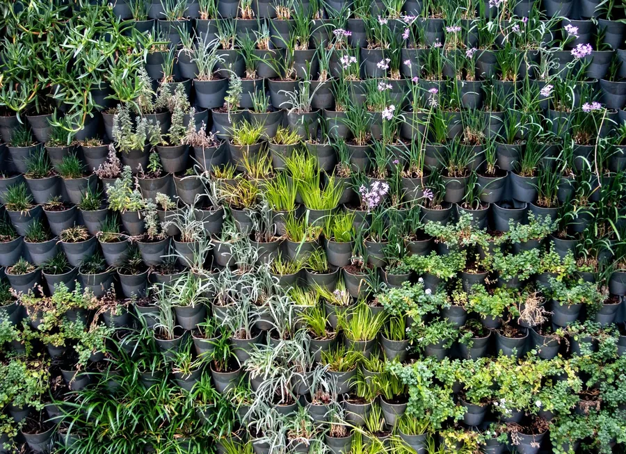 A living wall of plants in rows of pots