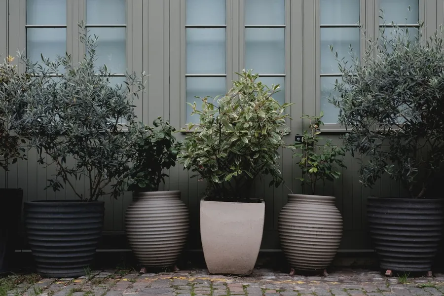 Potted olive trees in large pots against grey cladding