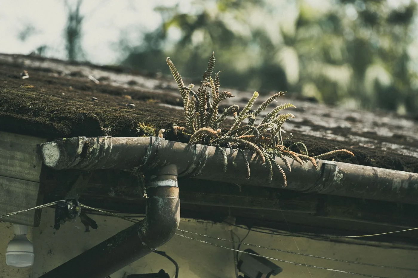 A plant growing out of a blocked gutter