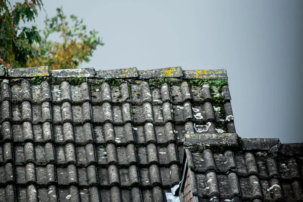 Grey pantiles under heavy moss