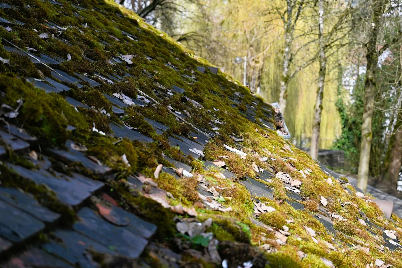 Thick moss growth across a roof slope