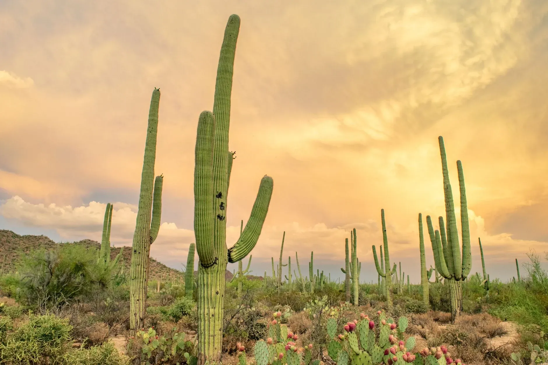 Saguaro cactus in the Sonoran desert at golden hour
