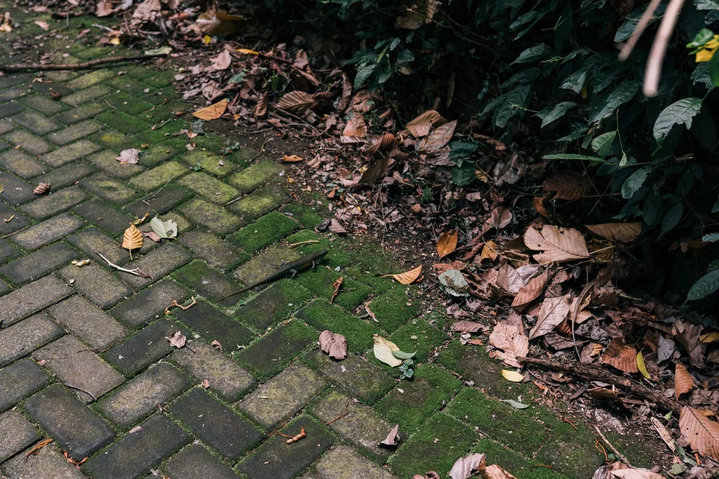 Block paving covered in moss and fallen leaves