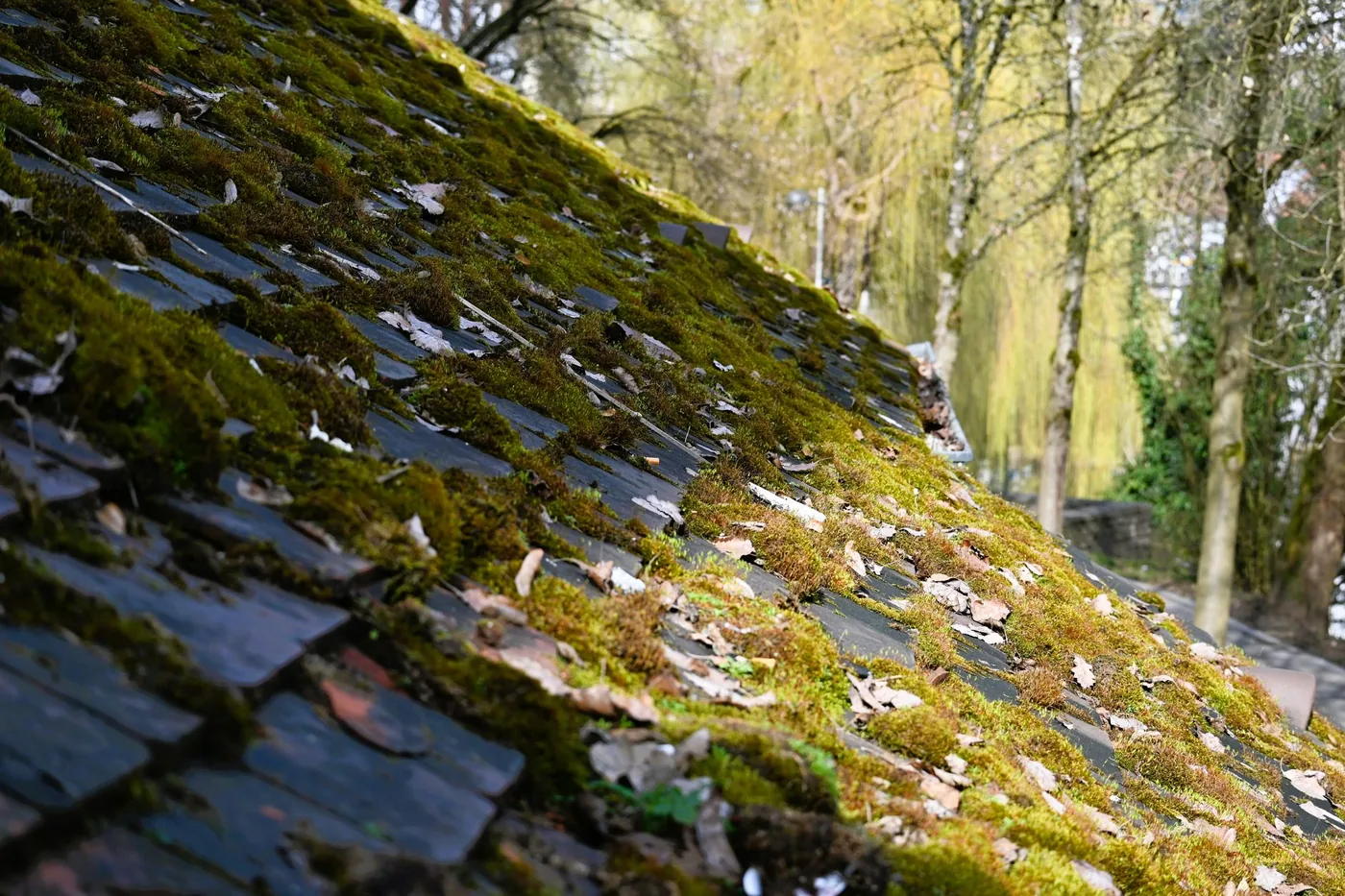Moss and lichen covering roof tiles before a soft wash