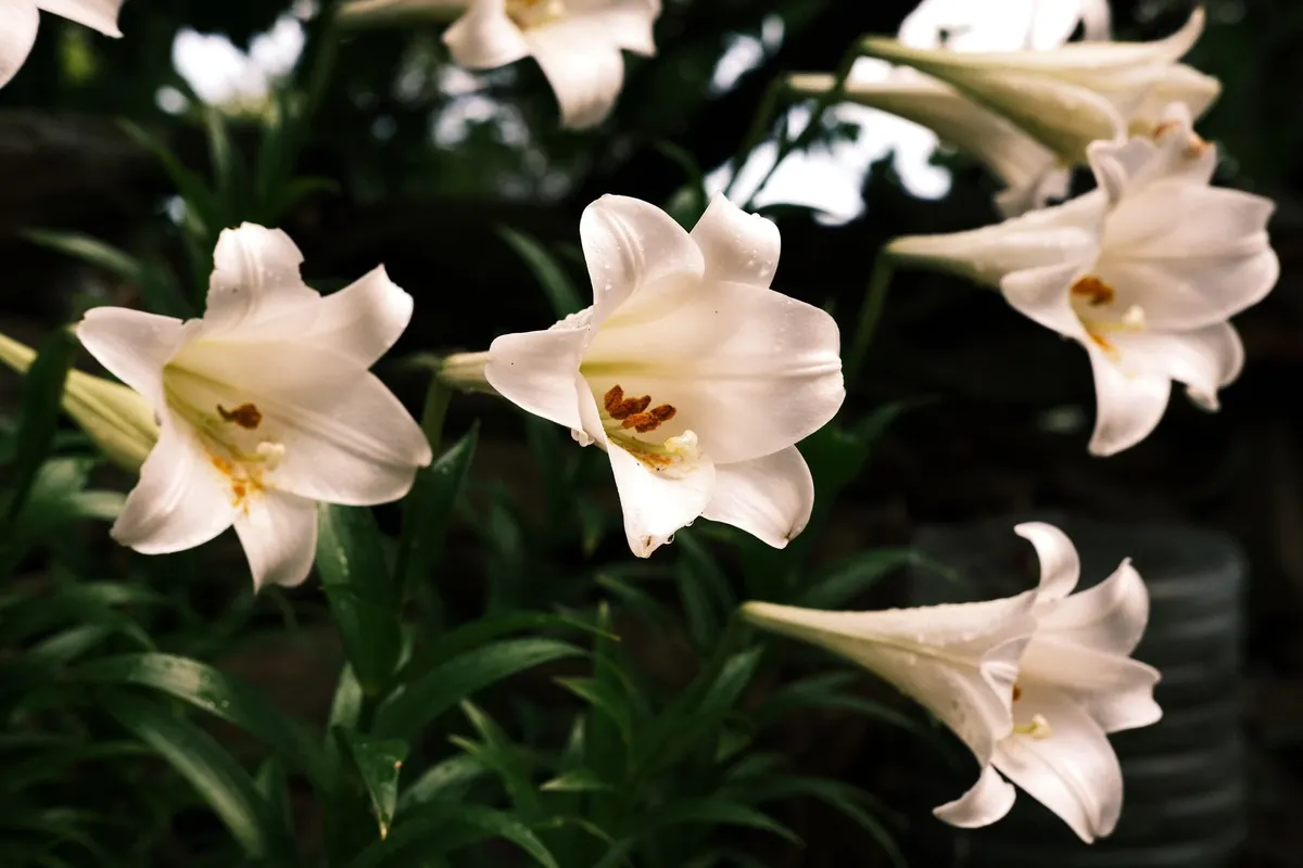 White lilies among dark green leaves