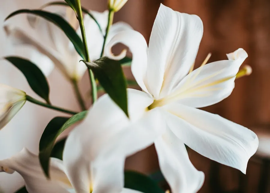 White lilies in soft light