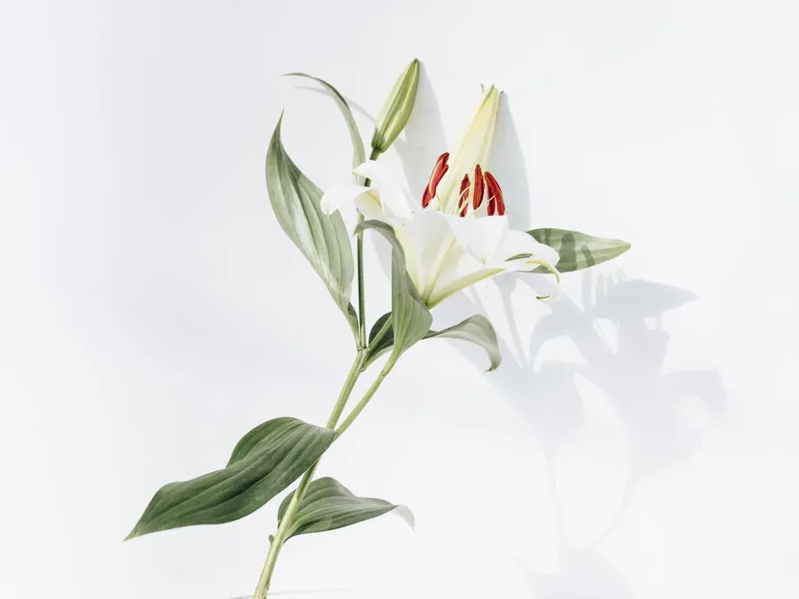 A single white lily on a pale background