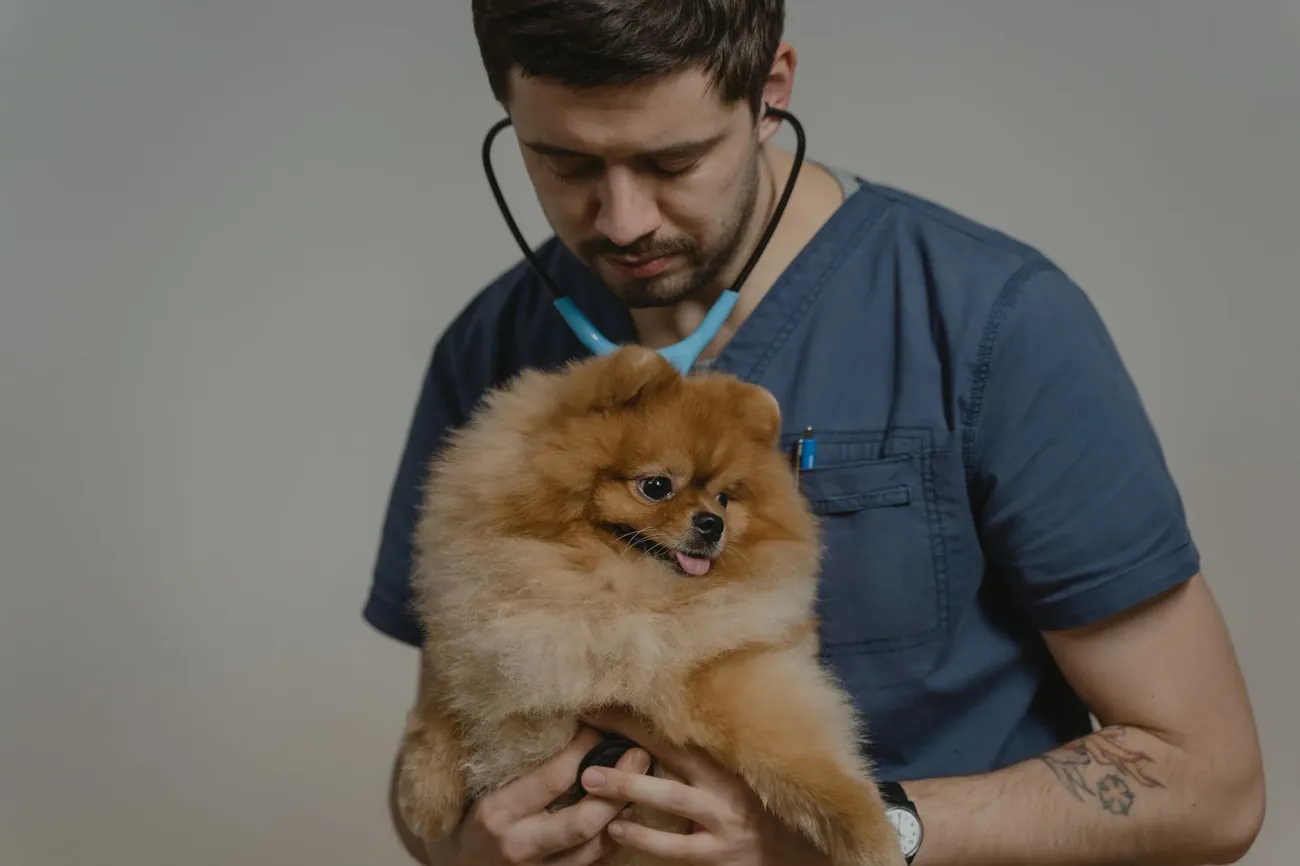 A vet in blue scrubs holding a fluffy Pomeranian