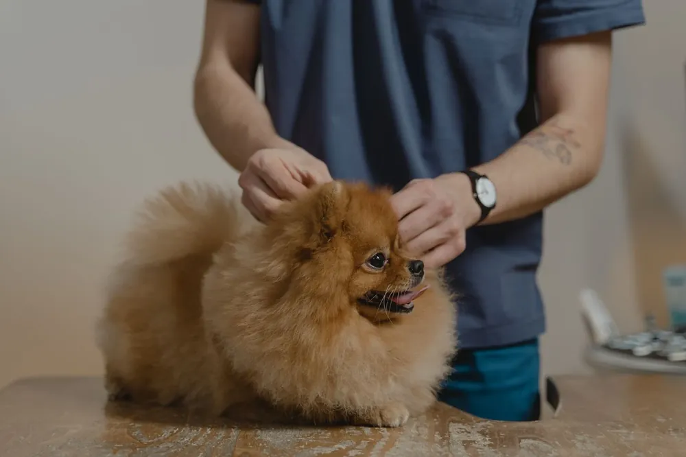 A vet examining a Pomeranian puppy on the table