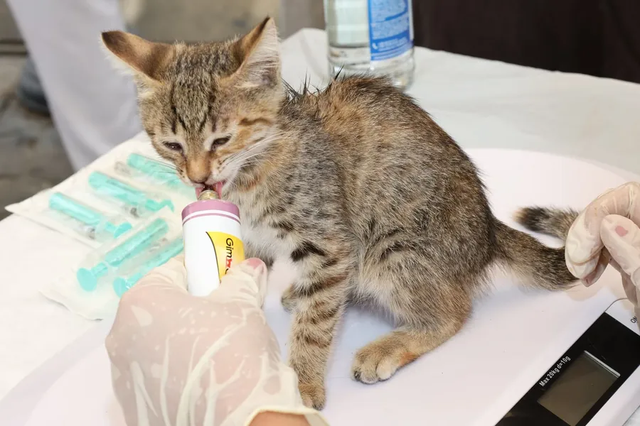 A tabby kitten standing on the examination table