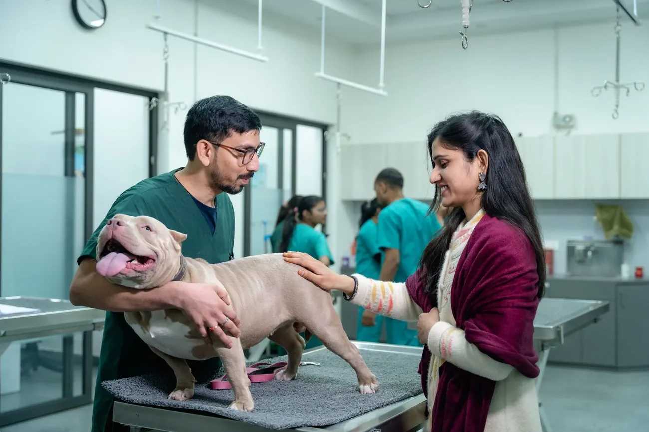 A vet and an owner with a bulldog on the table in a bright consulting room