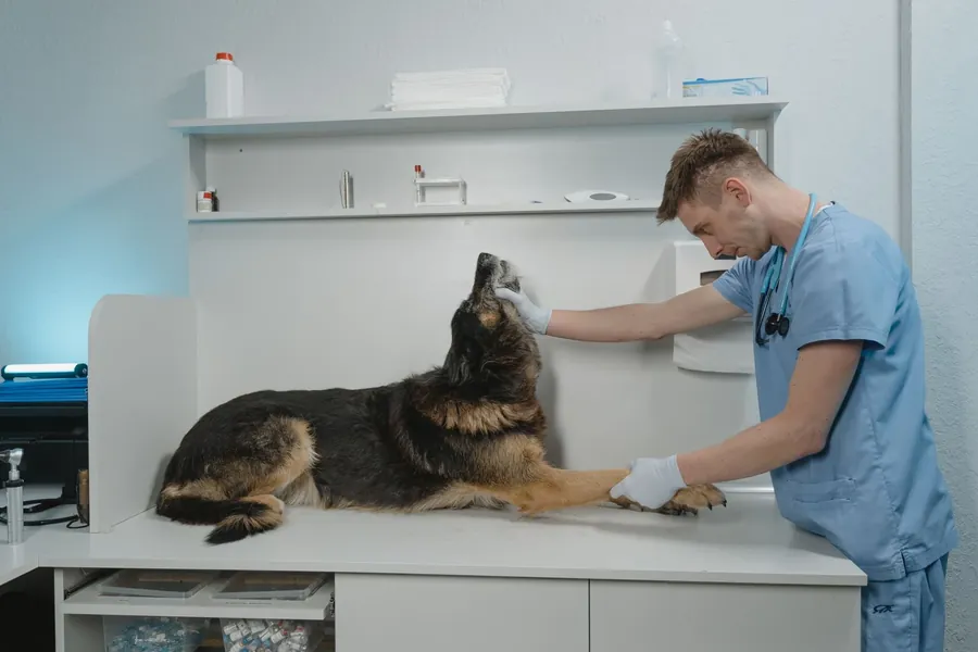 A vet examining a German shepherd lying on a table